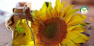 การปลูกดอกทานตะวัน-https.upload.wikimedia.orgwikipediacommons008Sunflower_oil_and_sunflower