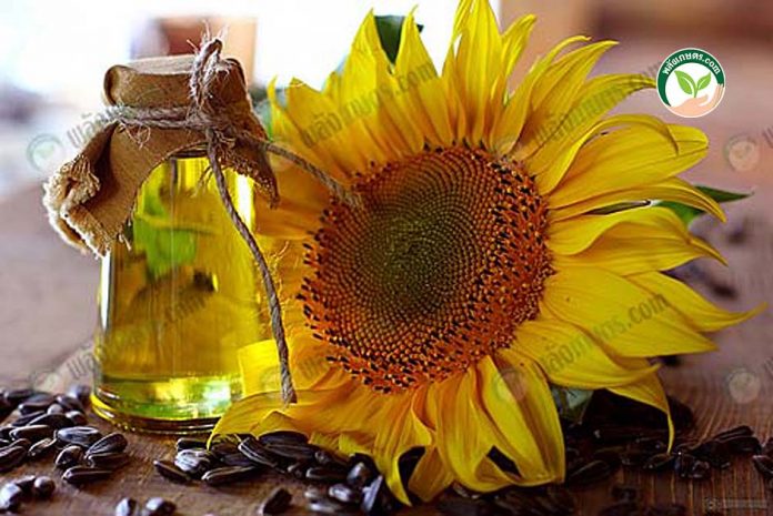 การปลูกดอกทานตะวัน-https.upload.wikimedia.orgwikipediacommons008Sunflower_oil_and_sunflower การปลูกดอกทานตะวัน-https.upload.wikimedia.orgwikipediacommons008Sunflower_oil_and_sunflower