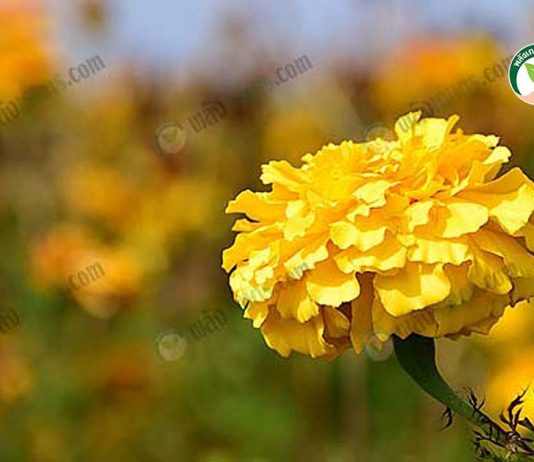 การปลูกดาวเรืองตัดดอก ได้ดอกใหญ่ ก้านยาว กลีบแน่น