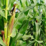 2.ลำต้นตั้งตรงแข็งแรง-กาบใบสีเขียว