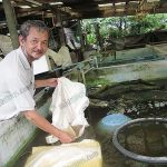 2.เกษตรกรผู้เลี้ยงกุ้งก้ามกราม