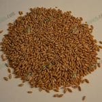 2.เมล็ดข้าวสาลี