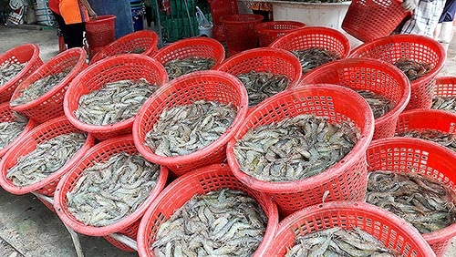 3.ผลผลิตกุ้งขาวแวนนาไมพร้อมส่ง