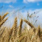 3.เติบโตได้ง่าย และได้คุณภาพ