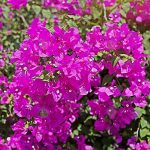 3.เฟื่องฟ้า-พรรณไม้ทนร้อนได้ดี-ใบสวย-ชวนน่ามอง