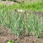 3.แปลงปลูกกระเทียม-ผลผลิตที่มีคุณภาพของไทย