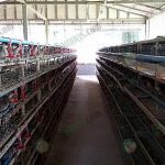 3.โรงเรือนนกกระทา