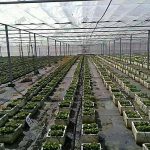 3.โรงเรือนผัก