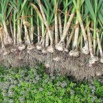 4.ต้นกระเทียมเริ่มเจริญเติบโต