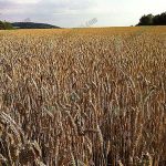 4.แปลงข้าวสาลี