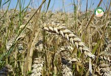 ต้น ข้าวสาลี มีการเจริญเติบโตได้อย่างเต็มที่ (https.upload.wikimedia.orgwikipediacommonsbb4Wheat_close-up)