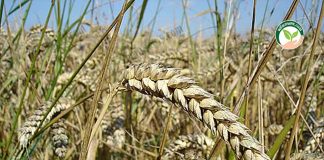 ต้น ข้าวสาลี มีการเจริญเติบโตได้อย่างเต็มที่ (https.upload.wikimedia.orgwikipediacommonsbb4Wheat_close-up)