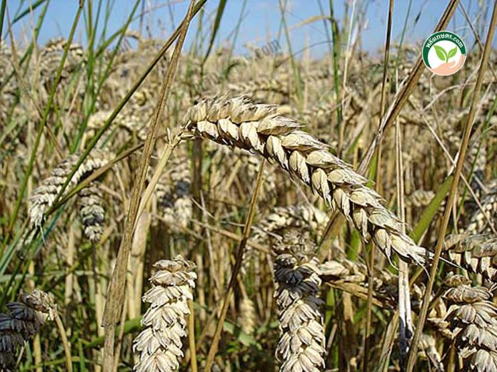 ต้น ข้าวสาลี มีการเจริญเติบโตได้อย่างเต็มที่ (https.upload.wikimedia.orgwikipediacommonsbb4Wheat_close-up) ต้น ข้าวสาลี มีการเจริญเติบโตได้อย่างเต็มที่ (https.upload.wikimedia.orgwikipediacommonsbb4Wheat_close-up)