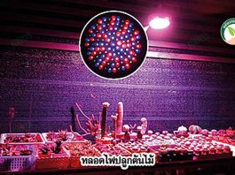 หลอดไฟปลูกต้นไม้ ทำให้ลำต้นแข็งแรง บำรุงดอกและผลสมบูรณ์