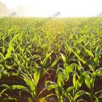 5.แปลงปลูกข้าวโพดฝักสด