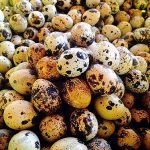 5.ไข่นกกระทา