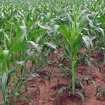 6.ช่วงระยะเวลาการเติบโตของต้นข้าวโพด