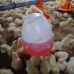 6.ให้อาหารลูกไก่