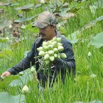 7.การเก็บเกี่ยวผลผลิตบัวตูม