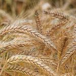 7.รวงข้าวสาลี