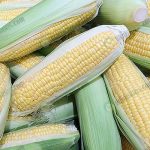 8.ฝักข้าวโพดที่เก็บได้แล้ว