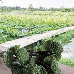 8.ฝักบัว ผลผลิตที่มาพร้อมกับบัว ของทานเล่นที่สามารถทานได้ไม่รู้เบื่อ