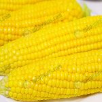 9.ผลผลิตข้าวโพดมีคุณภาพ และนำไปแปรรูปได้หลากหลาย