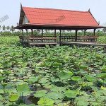 9.แปลงนาบัวกับศาลากลางน้ำ ถือเป็นภาพที่คู่กันมาตั้งแต่โบราณ