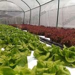 การใช้ตาข่ายช่วยในการป้องกันศัตรูพืข