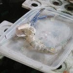 กุ้งที่ลอกคราบแล้วอยู่ในสภาพนิ่ม