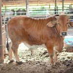 1.โคขุนแข็งแรง สมบูรณ์