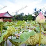 การทำ นาบัว พืชที่สำคัญ และนำมากราบไหว้บูชาในพิธีกรรมทางศาสนา