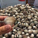 2.เมนูหอยแครงลวกจิ้ม 1 ในเมนูที่สามารถหาทานได้ง่าย และเป็นที่นิยมอย่างมาก