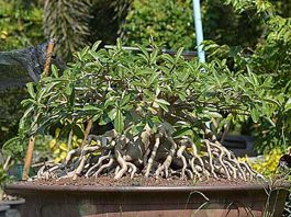 ชวนชมไทยโซโค เพชรบ้านนาต้นใหญ่ในสวน