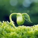 4.การเจริญเติบโตของเมล็ดพันธุ์