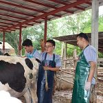 4.ทีมสัตวแพทย์ตรวจว่าวัวท้องหรือไม่