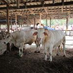 4.โคสมบูรณ์ ปลอดโรค