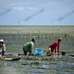 5.การถึบโคลนเป็นวิธีการเก็บหอยแครงอีกหนึ่งวิธี