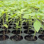 5.การเพาะเมล็๋ดพันธุ์ในกระบะช่วยให้การงอกของเมล็ดพันธุ์ง่ายขึ้น