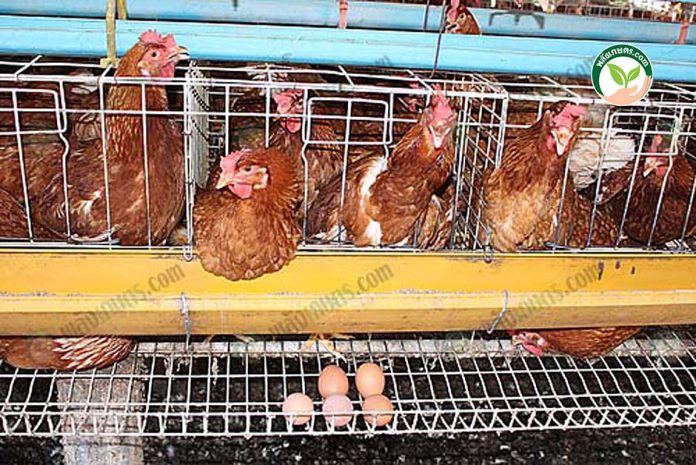 การเลี้ยงไก่พันธุ์ไข่ ได้ไข่แดง ฟองใหญ่ การเลี้ยงไก่พันธุ์ไข่ ได้ไข่แดง ฟองใหญ่