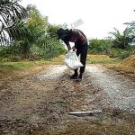 5.การใช้ปูนขาวในเรื่องของการเพาะเห็ดช่วยให้เห็ดนั้นสามารถทนทานต่อโรคได้ดี