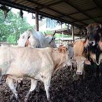 คอกโคขุน ฟาร์มโคขุน