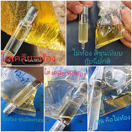 6.การเปรียบเทียมว่าวัวท้องหรือไม่ท้อง