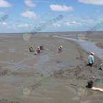 6.ดอนหอยแครงแหล่งท่องเที่ยวในอดีตที่ได้รับความนิยมในการเก็บหอยแครงเป็นอย่างมาก