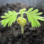 6.โครงสร้างของดินก็ถือว่าเป็นเรื่องที่สำคัญในการงอกของเมล็ดพันธุ์