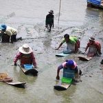 7.การเก็บหอยแครงแบบใช้กระดาน จะเก็บได้ในช่วงที่น้ำลงที่สุดของวัน