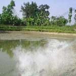 7.ปูนขาวช่วยปรับสภาพน้ำได้เป็นอย่างดี ช่วยลดค่าความเป็นกรดและด่างในน้ำได้