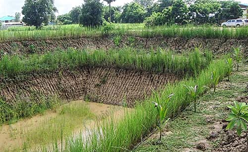 7.หญ้าแฝก หญ้าที่ช่วยในการป้องกันการพังทลายของหน้าดิน