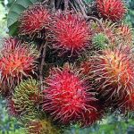 7.เงาะสดๆ-จากสวน