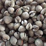 8.หอยแครงอีกหนึ่งชนิดที่ได้รับความนิยมในภาคกลางเป็นอย่างมาก